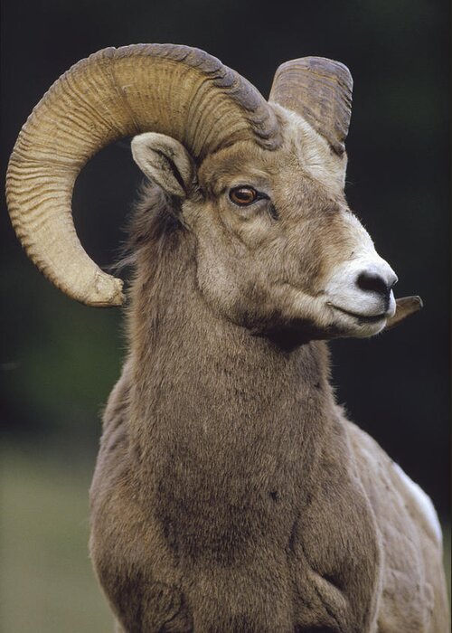 00172337 Greeting Card featuring the photograph Bighorn Sheep Male Portrait Banff by Tim Fitzharris