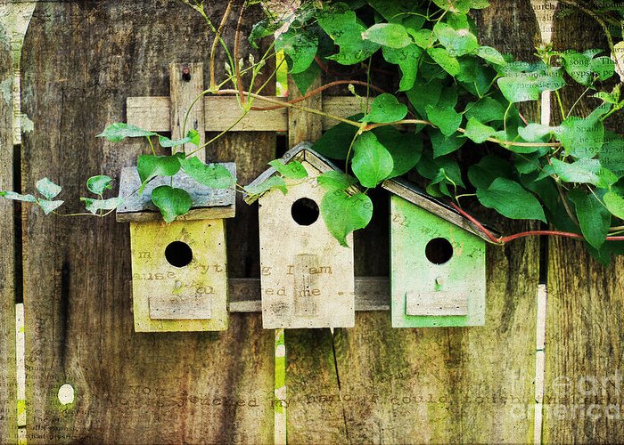 Antique Greeting Card featuring the photograph Bird Condos by Darren Fisher