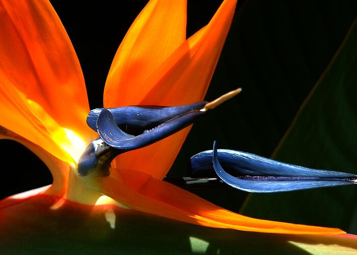 Nature Greeting Card featuring the photograph Bird of Paradise by Peggy Urban