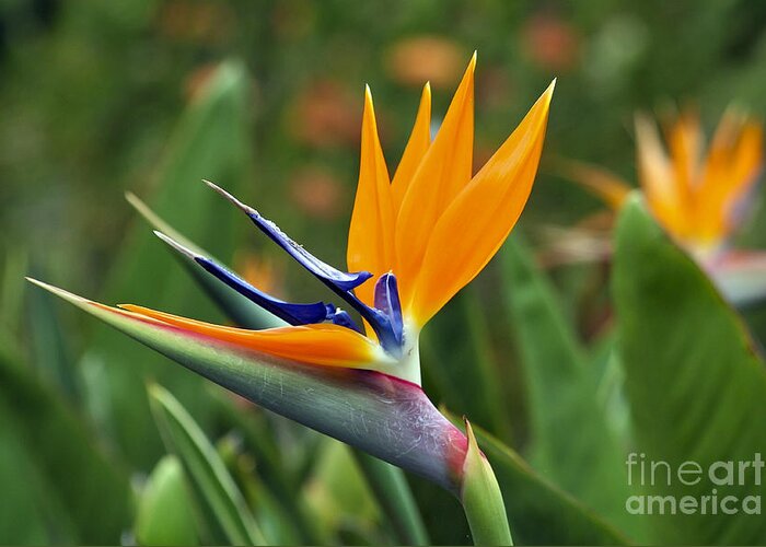 Flower Greeting Card featuring the photograph Bird of Paradise by Teresa Zieba