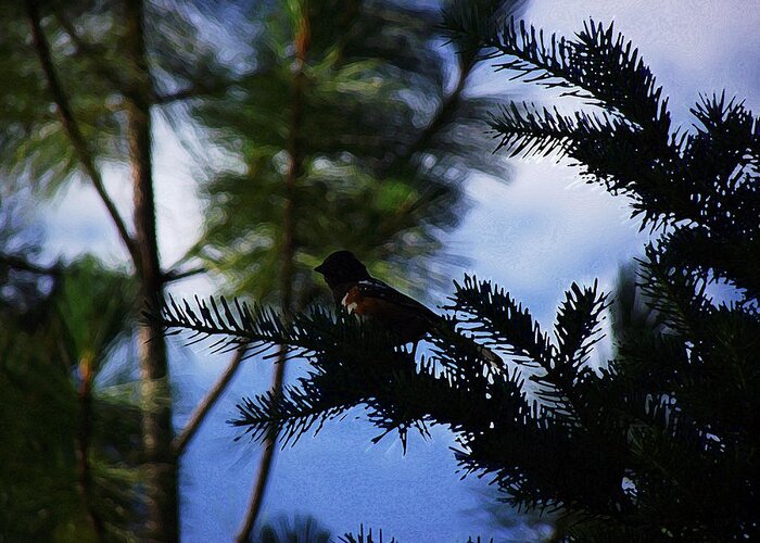 Bird On Pine Tree In Woods Nature Blue Sky Wild Life Color Full Bird Greeting Card featuring the photograph Birdy Bird by Joey Gonzalez