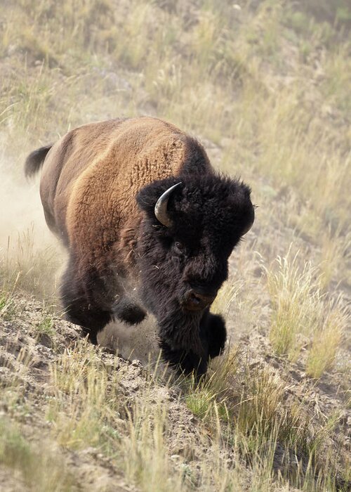 Bison American Bufffalo Bull Yellowstone Greeting Card featuring the photograph Bison bull by D Robert Franz