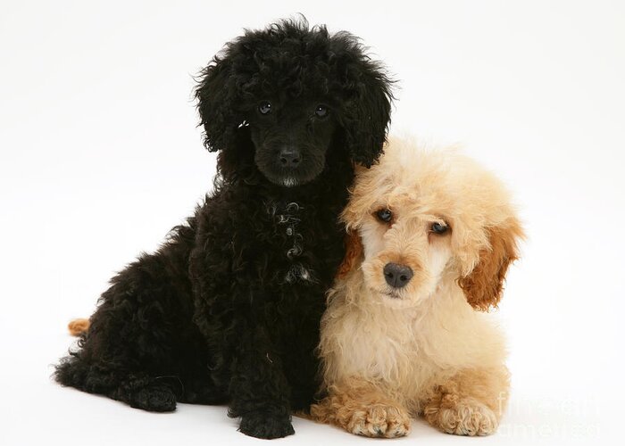 Animal Greeting Card featuring the photograph Black And Apricot Miniature Poodles by Jane Burton