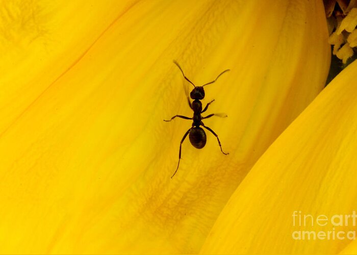 Black Greeting Card featuring the photograph Black Ant On Sunflower Petal by Bob Christopher