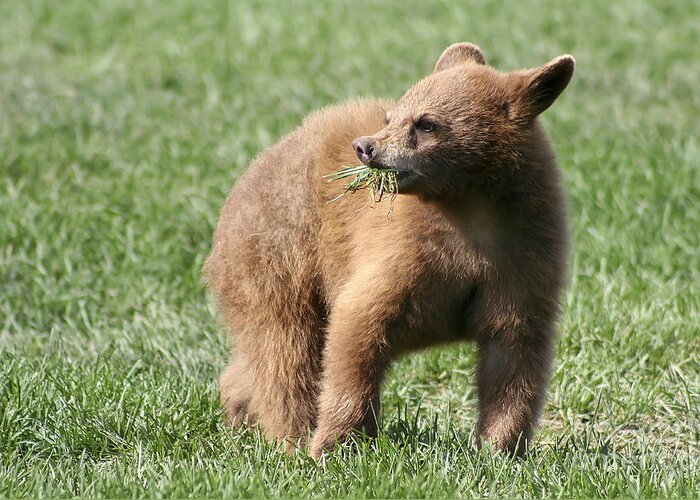 Animal Greeting Card featuring the photograph Black Bear Cub II by Teresa Zieba