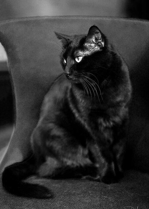 Cat Greeting Card featuring the photograph Black cat by Raffaella Lunelli