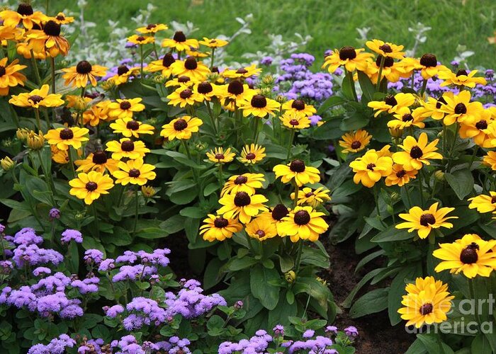 Black-eyed Susan Greeting Card featuring the photograph Black Eyed Susan in Castle Garden by Carol Groenen