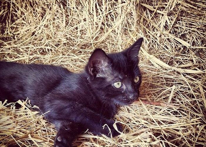 Straw Greeting Card featuring the photograph Black kitten in hay #3 by Rex Pennington