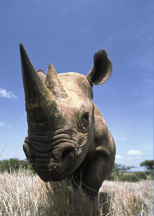 Mp Greeting Card featuring the photograph Black Rhinoceros Diceros Bicornis by Gerry Ellis