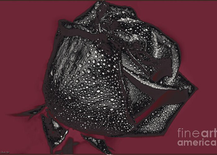 Nature Greeting Card featuring the photograph Black Rose - Digital Effect by Debbie Portwood