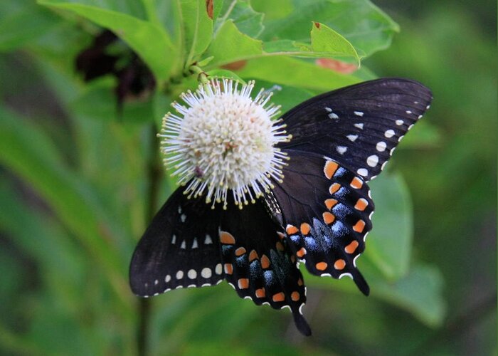 Butterfly Greeting Card featuring the photograph Black Swallowtail by Brenda Redford
