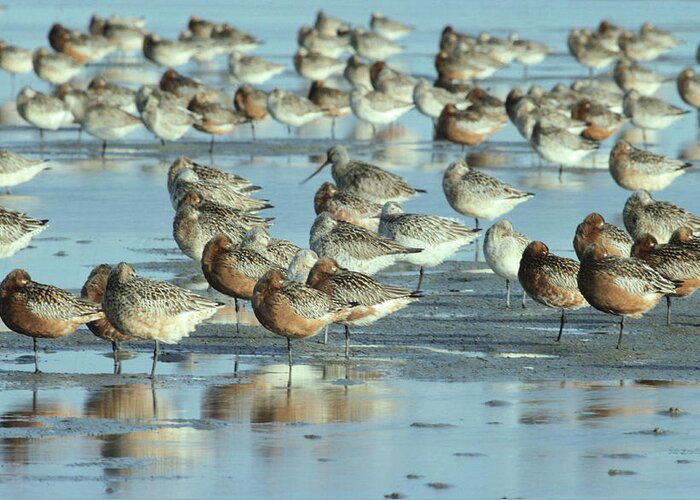 Fn Greeting Card featuring the photograph Black-tailed Godwit Limosa Limosa Flock by Flip De Nooyer