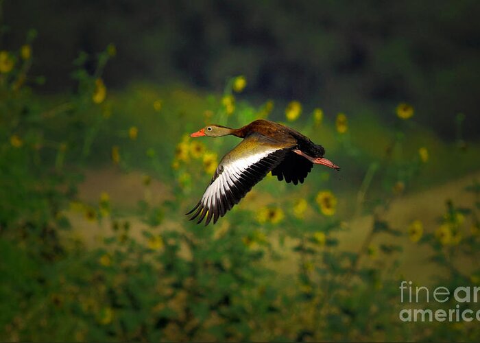 Animal Greeting Card featuring the photograph Blackbellied Whistling Duck In Flight by Robert Frederick