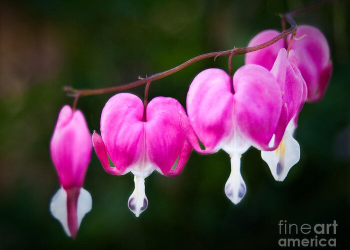 Flower Greeting Card featuring the photograph Bleeding Hearts 001 by Larry Carr
