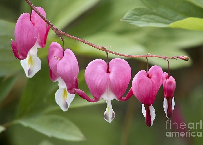 Flower Greeting Card featuring the photograph Bleeding Hearts by Teresa Zieba