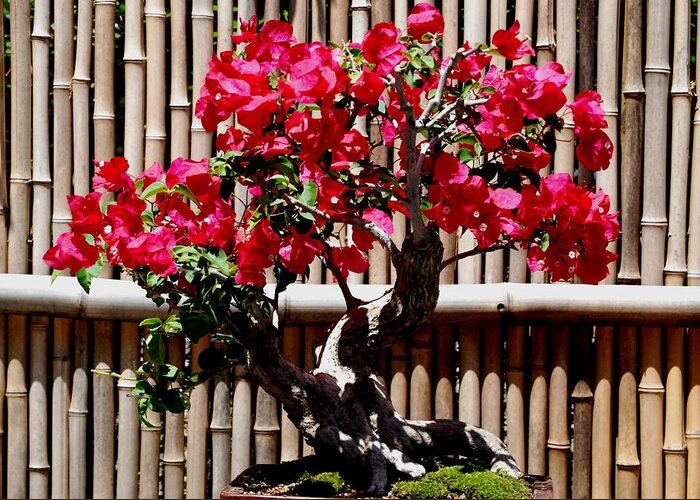 Blooming Bonsai Photograph By Jennifer Russo
