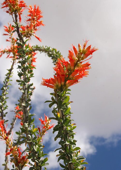 Cactus Greeting Card featuring the photograph Blooming Ocotillo by Dina Calvarese