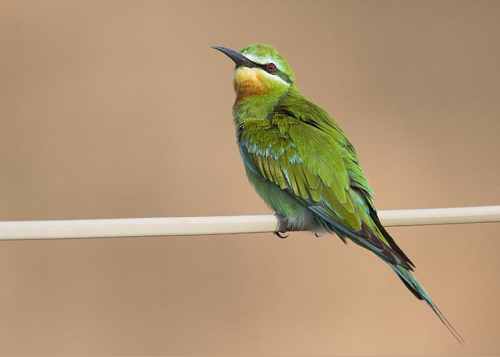 00481394 Greeting Card featuring the photograph Blue Cheeked Bee Eater Hawf Protected by Sebastian Kennerknecht