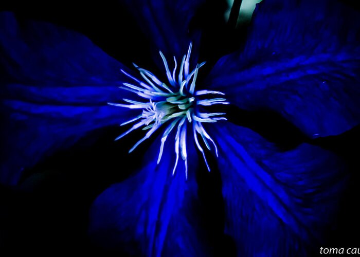 Clematis Greeting Card featuring the photograph Blue Clematis by Toma Caul