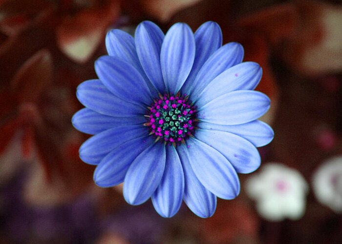 Bloom Greeting Card featuring the photograph Blue Daisy by Patricia Haynes