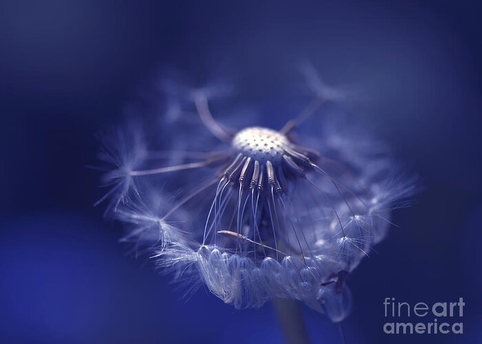 Dandelion Greeting Card featuring the photograph Blue Dandy by Sharon Talson