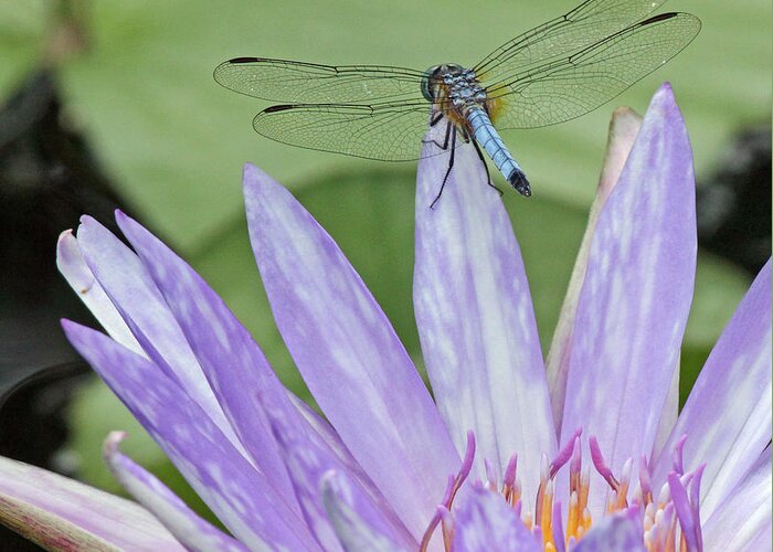 Becky Greeting Card featuring the photograph Blue dasher dragonfly on waterlily by Becky Lodes
