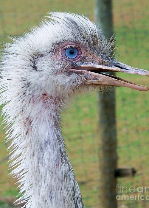 Blue-eyed emu Greeting Card by Ursula Lawrence