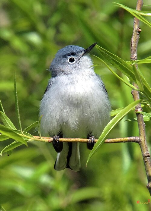 Marsh Greeting Card featuring the photograph Blue-gray Gnatcatcher DSB147 by Gerry Gantt