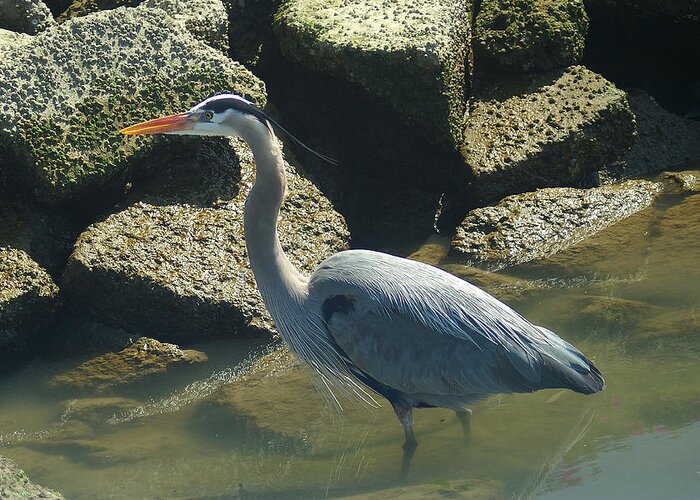 Blue Greeting Card featuring the photograph Blue Heron by David Armentrout