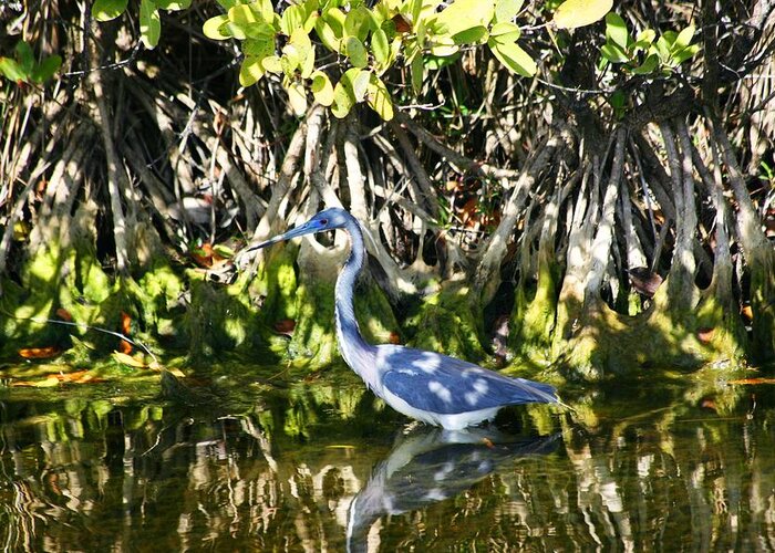  Greeting Card featuring the photograph Blue Heron by Jeanne Andrews