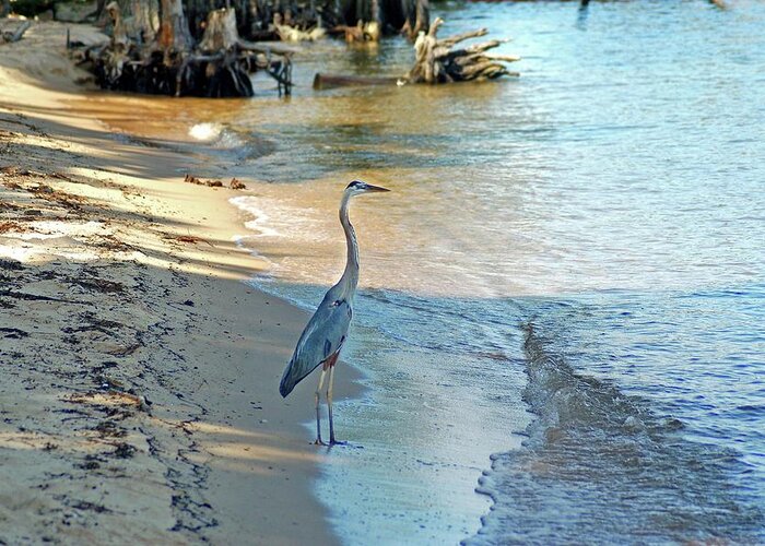 Alabama Photographer Greeting Card featuring the painting Blue Heron on the Beach by Michael Thomas