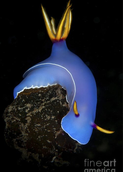 Habitat Greeting Card featuring the photograph Blue Hypselodoris Bulockii Sea Slug by Mathieu Meur