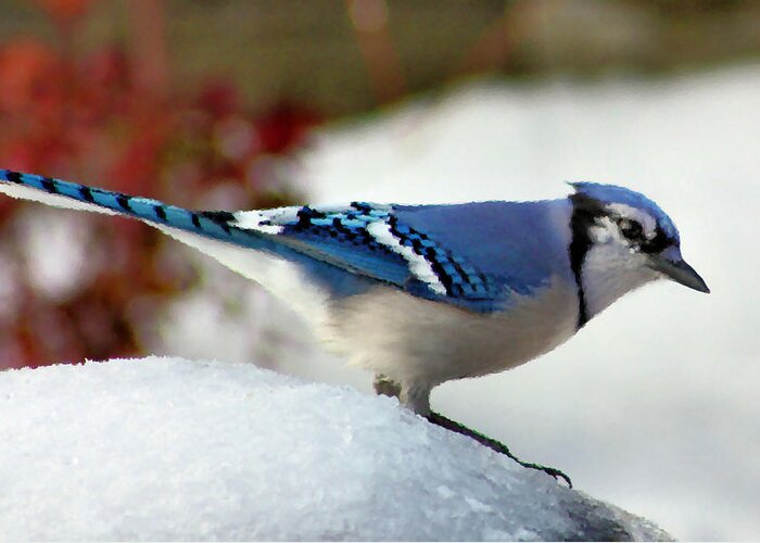 Blue Jay Greeting Card featuring the photograph Blue Jay by Kristin Elmquist