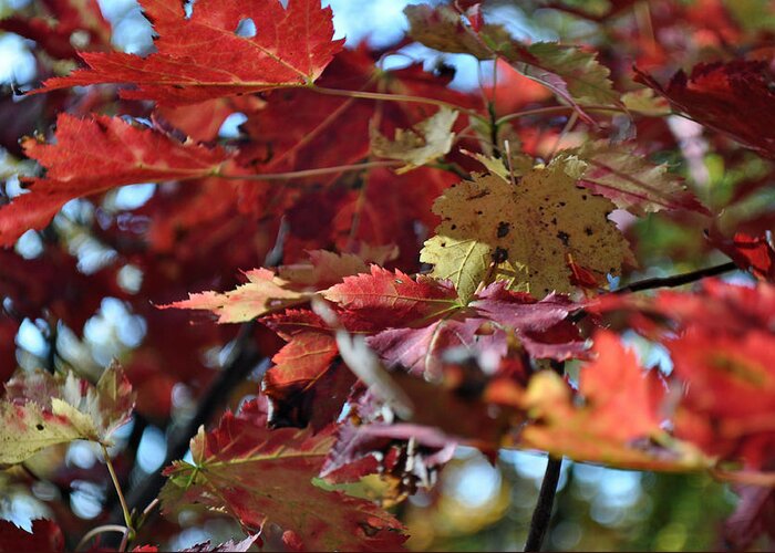 Leaves Greeting Card featuring the photograph Blue Ridge Autumn Leaves 1.1 by Bruce Gourley
