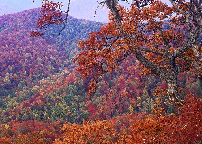 00176803 Greeting Card featuring the photograph Blue Ridge Range With Autumn Deciduous by Tim Fitzharris
