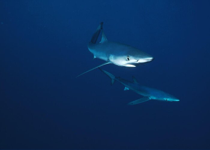 Mp Greeting Card featuring the photograph Blue Shark Prionace Glauca Pair by Flip Nicklin