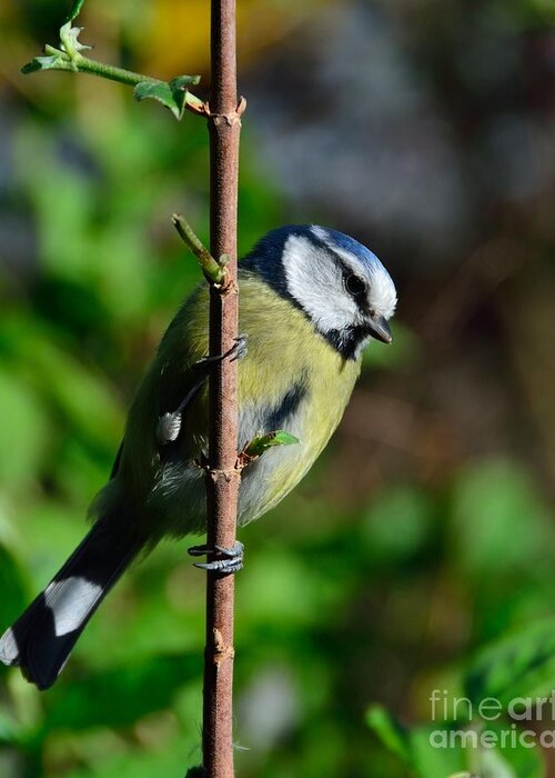 Blue Tit Greeting Card featuring the photograph Blue tit by Alan Clifford