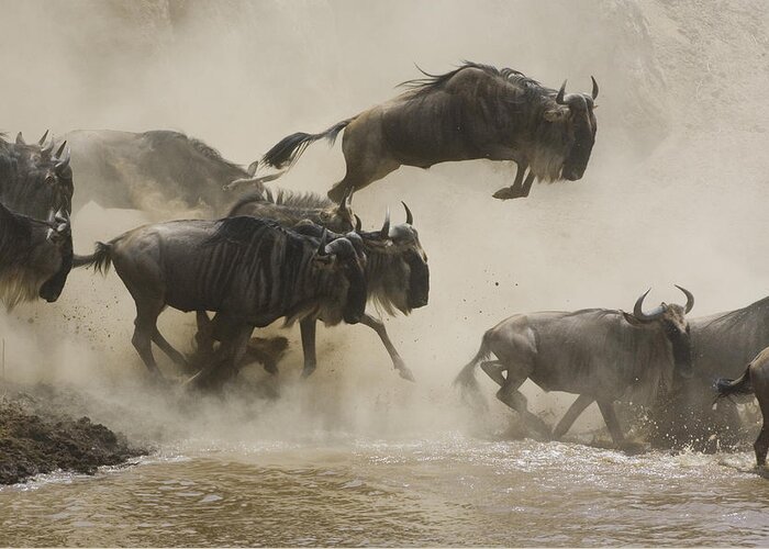 00761256 Greeting Card featuring the photograph Blue Wildebeest Crossing Mara River by Suzi Eszterhas