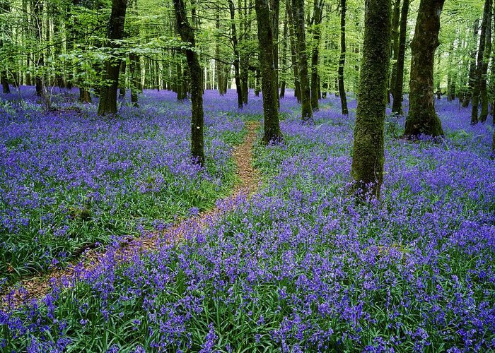 Boyle Greeting Card featuring the photograph Bluebell Wood, Near Boyle, Co by The Irish Image Collection 