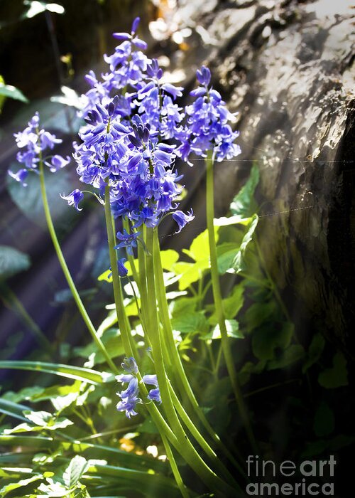 Wild Flowers Greeting Card featuring the photograph Bluebells in the woods by Simon Bratt