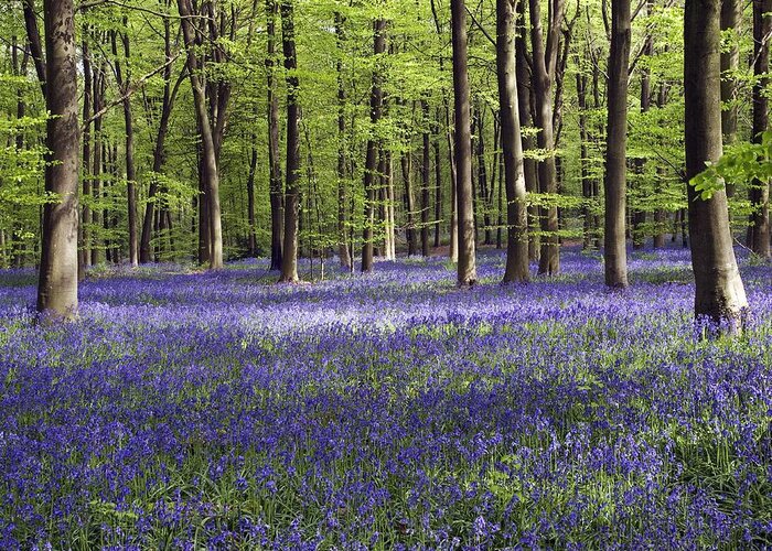 Beech Greeting Card featuring the photograph Bluebells In Woodland by Adrian Bicker