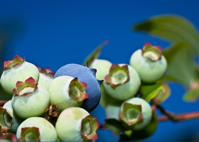 Macro Greeting Card featuring the photograph Blueberries and Sky by Lori Coleman