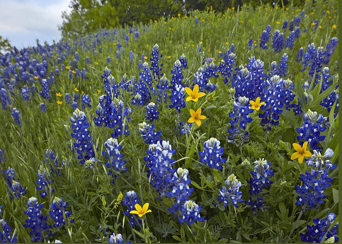 00442665 Greeting Card featuring the photograph Bluebonnet And Texas Yellowstar by Tim Fitzharris