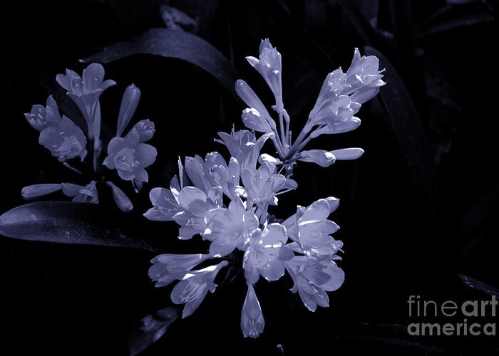 Flowers South Africa Greeting Card featuring the photograph Bluish Gleaming Radiant by Rick Bragan