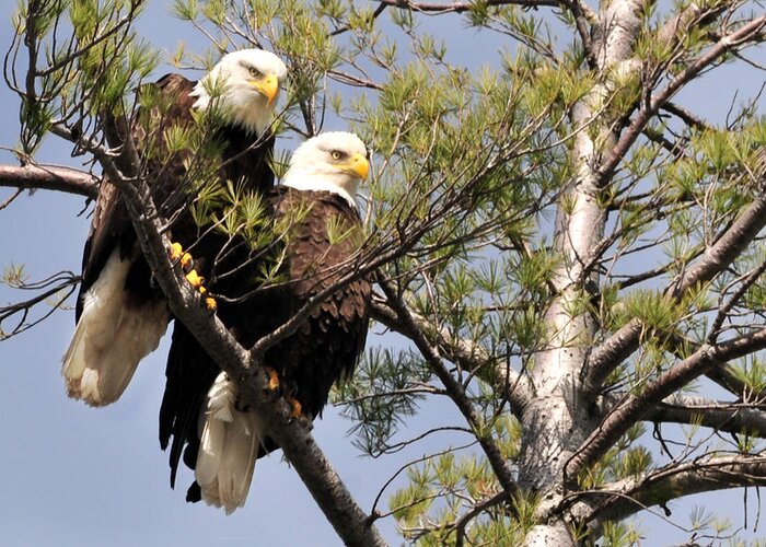 Adirondack Mts. Greeting Card featuring the photograph Bog River Eagles by Peter DeFina