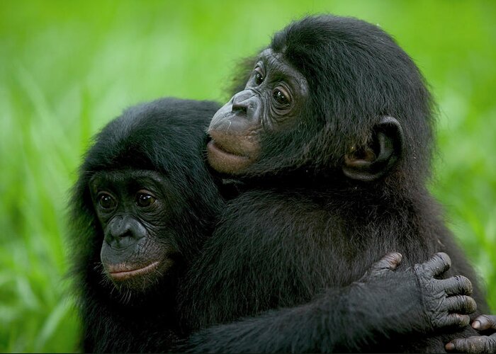 Mp Greeting Card featuring the photograph Bonobo Pan Paniscus Pair Of Orphans by Cyril Ruoso