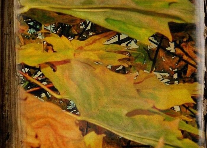 Fall Color Greeting Card featuring the photograph Book Of Leaves by Anna Porter