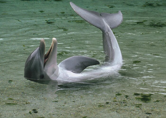 Mp Greeting Card featuring the photograph Bottlenose Dolphin Playing In Shallows by Flip Nicklin