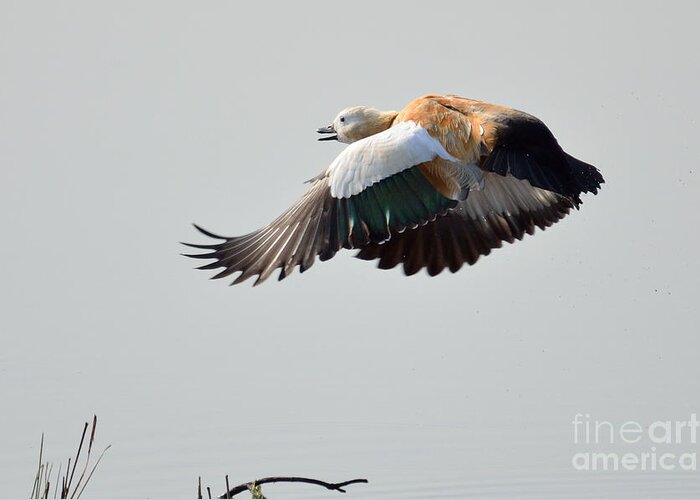 2970 Greeting Card featuring the photograph Brahminy Shelduck by Fotosas Photography