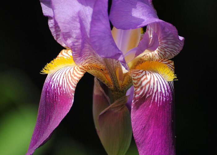 Beautiful Iris Greeting Card featuring the photograph Brilliant Purple Iris Flower by Jai Johnson